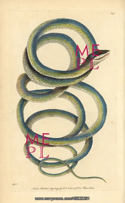 : Lora or Parrot snake, Leptophis ahaetulla : Lora or Parrot snake, Leptophis ahaetulla
