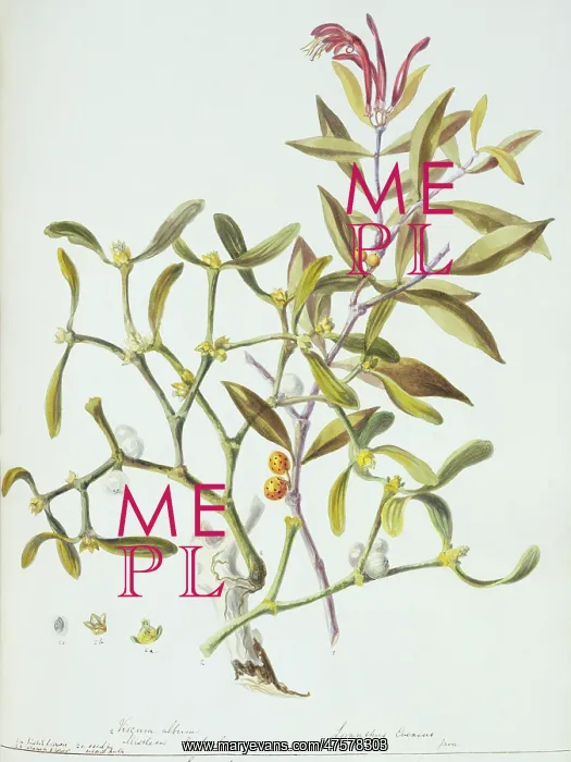: Loranthus sp. mistletoe : Loranthus sp. mistletoe