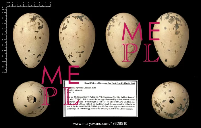 : Lord Lilford's great auk egg : Lord Lilford's great auk egg