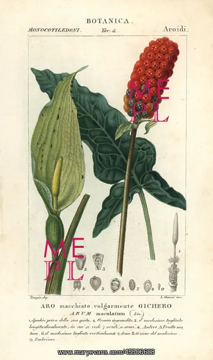 : Lords and ladies, Arum maculatum : Lords and ladies, Arum maculatum