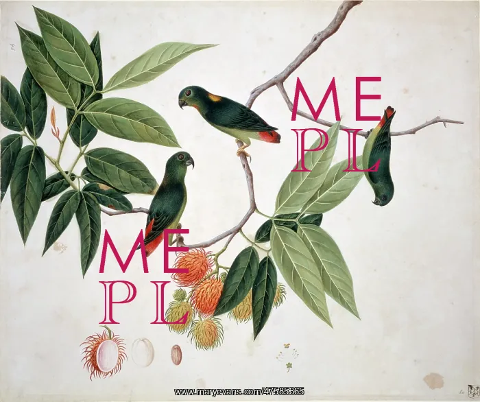 : Loriculus sp. hanging parrot : Loriculus sp. hanging parrot