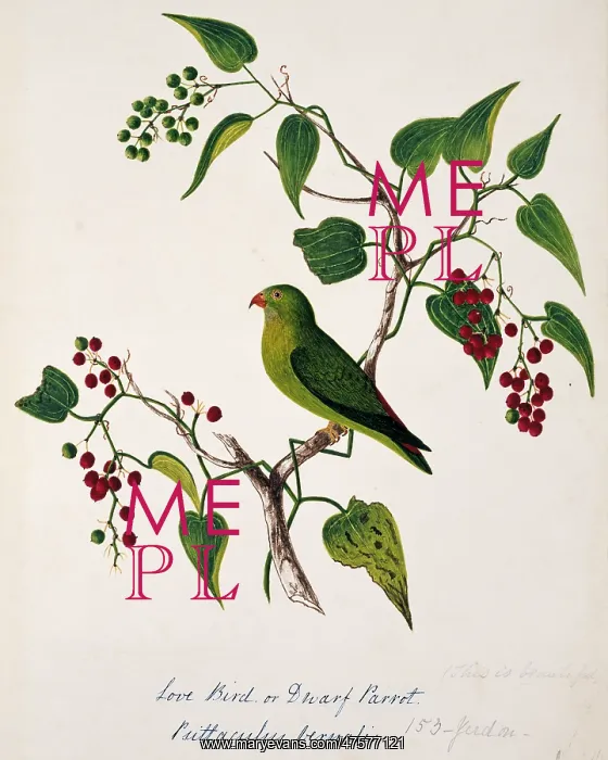 : Loriculus vernalis, vernal hanging parrot : Loriculus vernalis, vernal hanging parrot