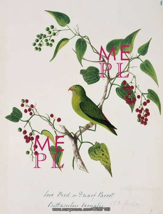 : Loriculus vernalis, vernal hanging parrot : Loriculus vernalis, vernal hanging parrot
