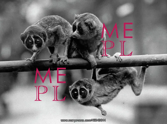 : Three Loris : Three Loris