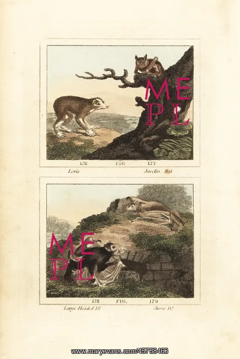 : Loris and bats : Loris and bats