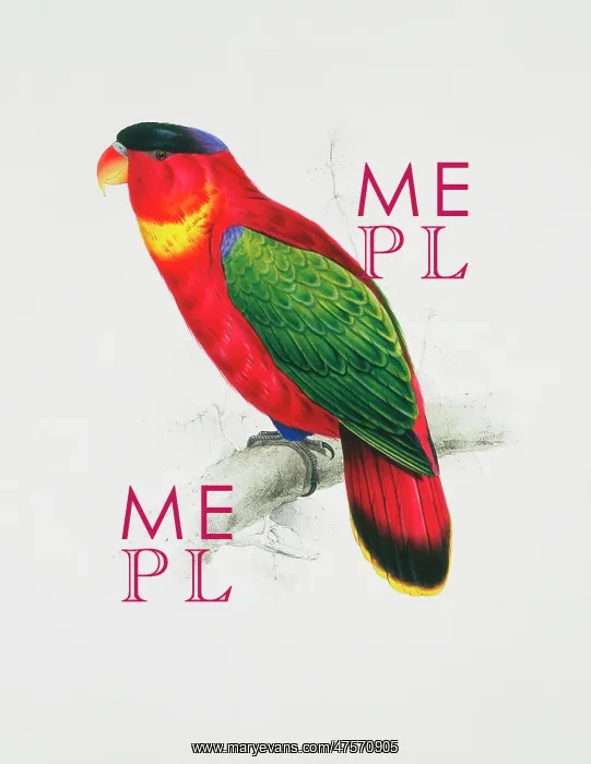 : Lorius chlorocercus, yellow-bibbed lory : Lorius chlorocercus, yellow-bibbed lory