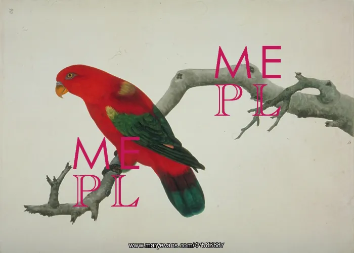 : Lorius garrulus, chattering lory : Lorius garrulus, chattering lory