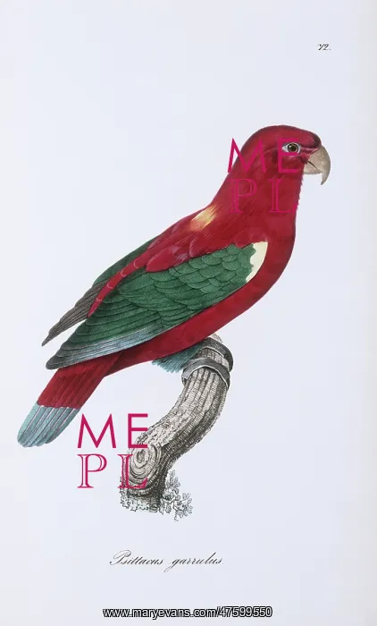 : Lorius garrulus, chattering lory : Lorius garrulus, chattering lory