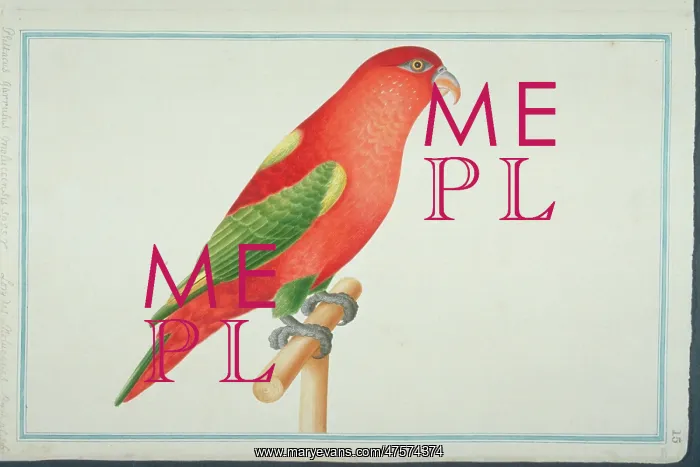 : Lorius garrulus flavopalliatus, chattering lory : Lorius garrulus flavopalliatus, chattering lory