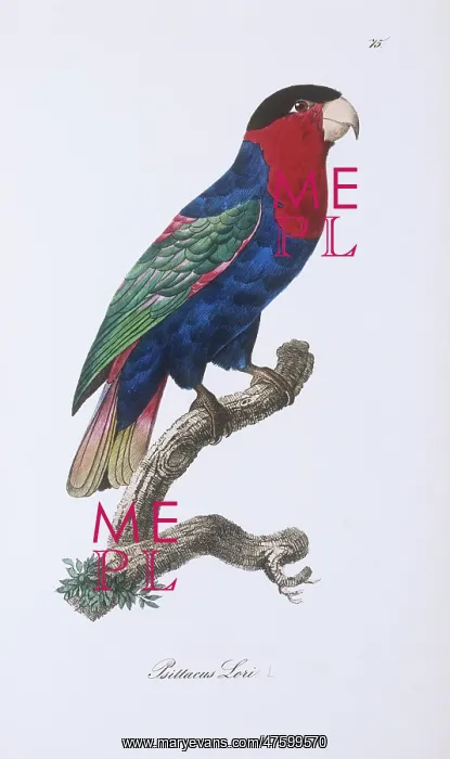 : Lorius lori, black-capped lory : Lorius lori, black-capped lory