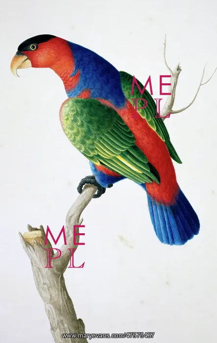 : Lorius lory, black-capped lory : Lorius lory, black-capped lory