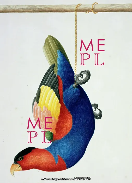 : Lorius lory, black-capped lory : Lorius lory, black-capped lory