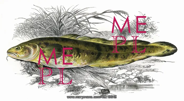 : Lota lota, or Burbot : Lota lota, or Burbot