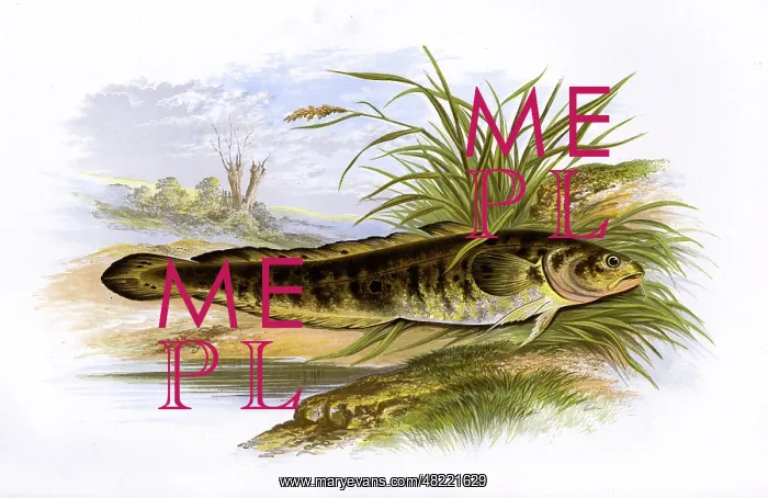 : Lota lota, or Burbot : Lota lota, or Burbot