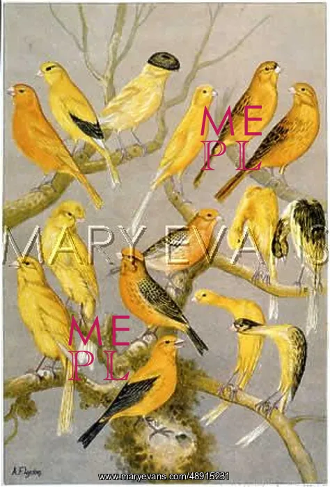 : LOTS OF CANARIES : LOTS OF CANARIES