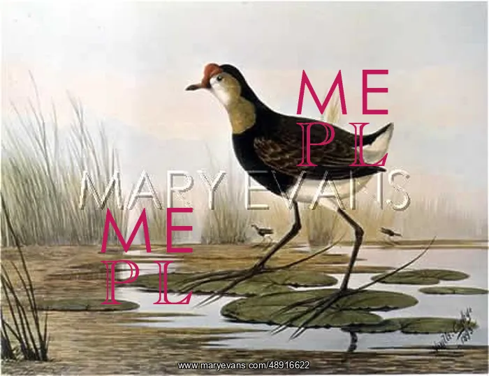 : LOTUS BIRD : LOTUS BIRD