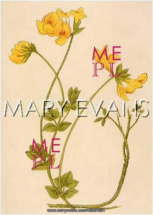  : LOTUS CORNICULATUS
