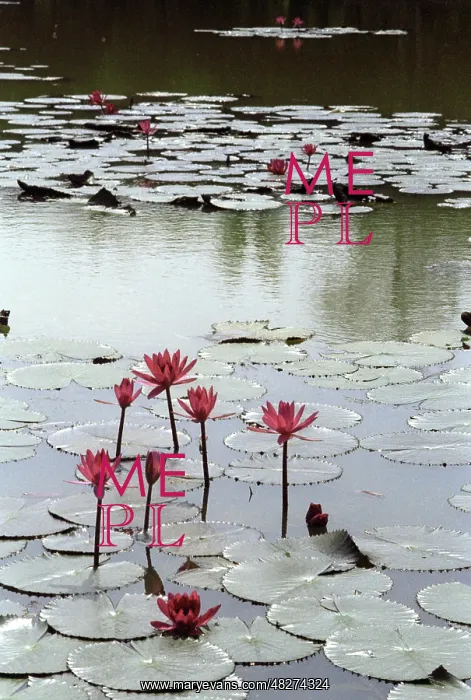 : Lotus flowering, 1983 : Lotus flowering, 1983