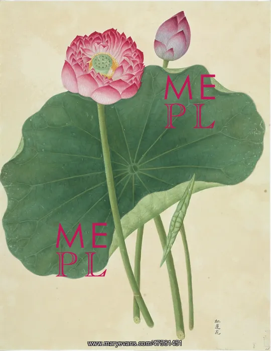: Lotus nelumbo, lotus : Lotus nelumbo, lotus
