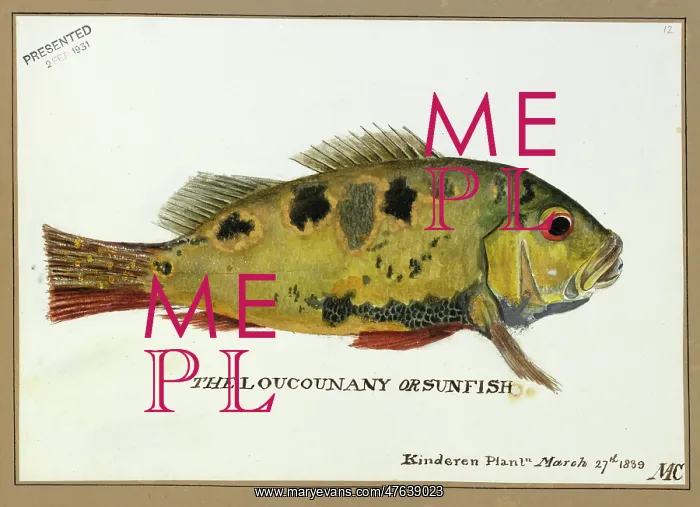 : Loucounany, sunfish : Loucounany, sunfish