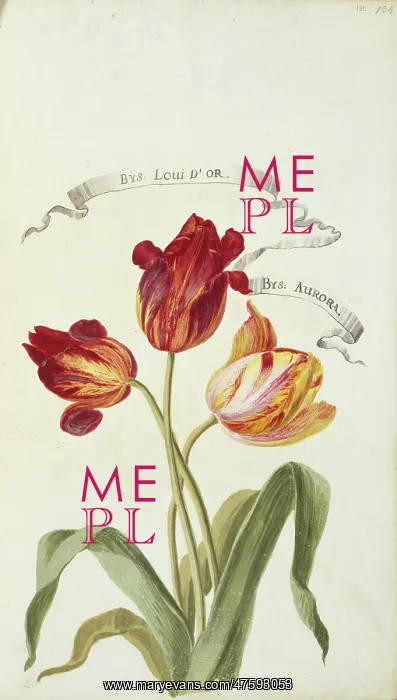: Louis D'Or and Aurora, tulips : Louis D'Or and Aurora, tulips