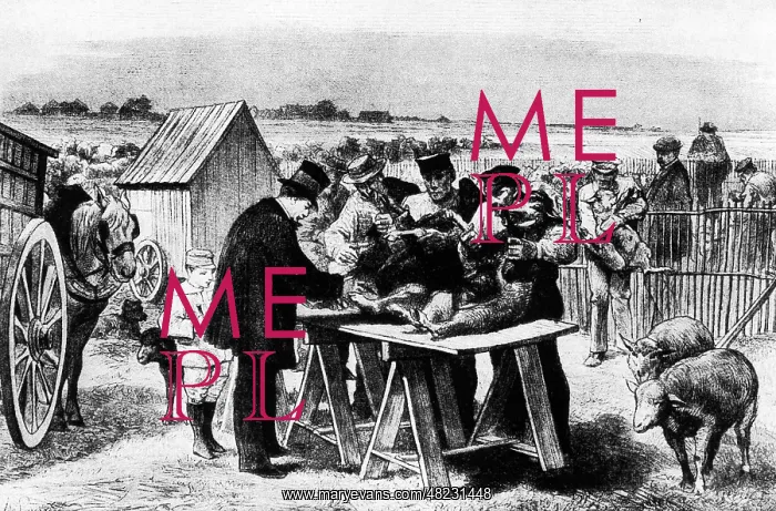 : Louis Pasteur inoculates sheep, 1881 : Louis Pasteur inoculates sheep, 1881