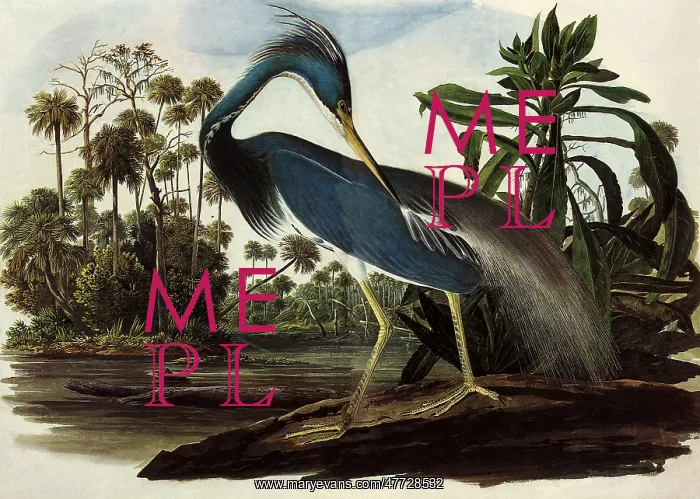  : Louisiana Tricolor Heron