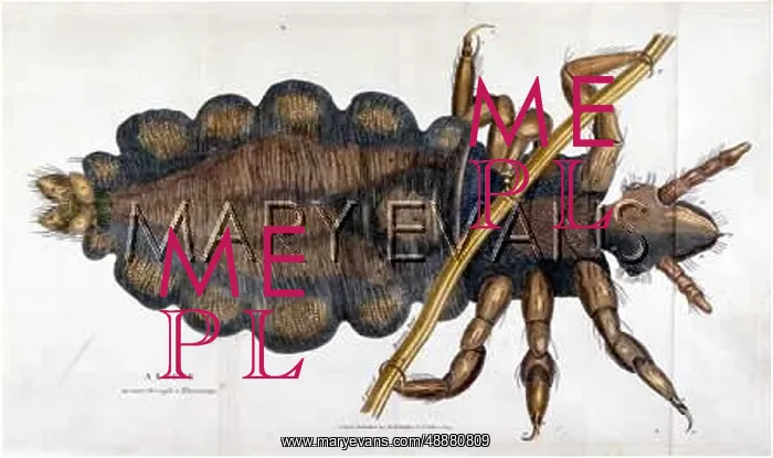 : LOUSE WITH A HUMAN HAIR : LOUSE WITH A HUMAN HAIR