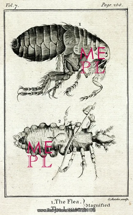: Louse viewed through Robert Hooke Microscope : Louse viewed through Robert Hooke Microscope