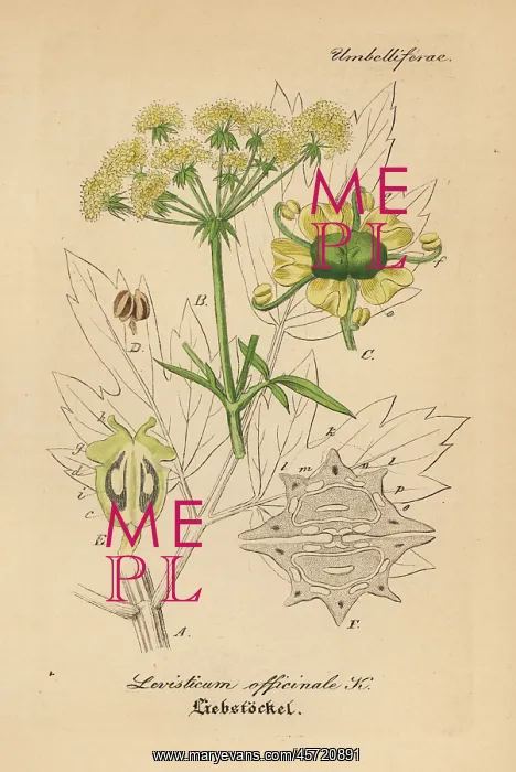 : Lovage, Levisticum officinale : Lovage, Levisticum officinale
