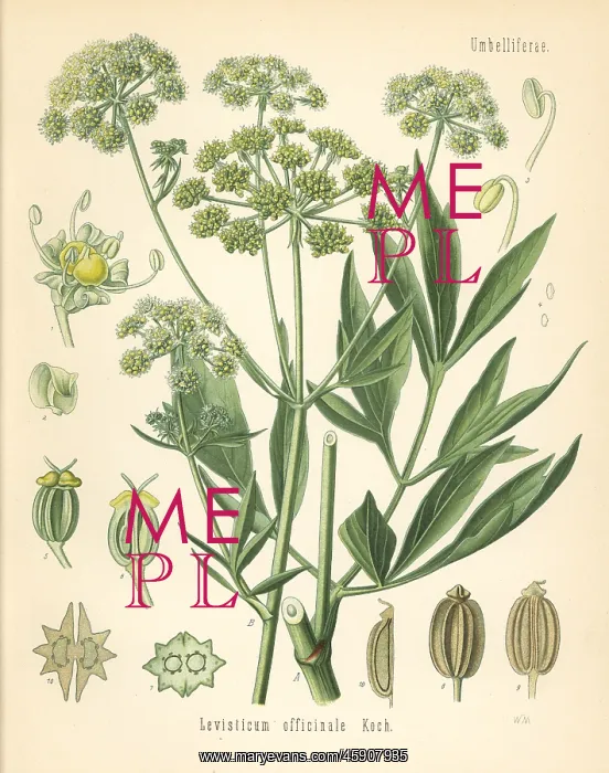 : Lovage, Levisticum officinale : Lovage, Levisticum officinale