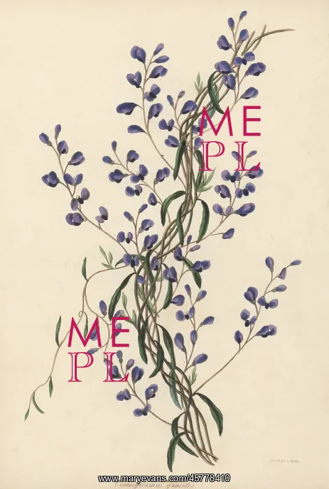: Love creeper, Comesperma volubile : Love creeper, Comesperma volubile