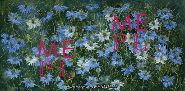  : Love-in-a-mist