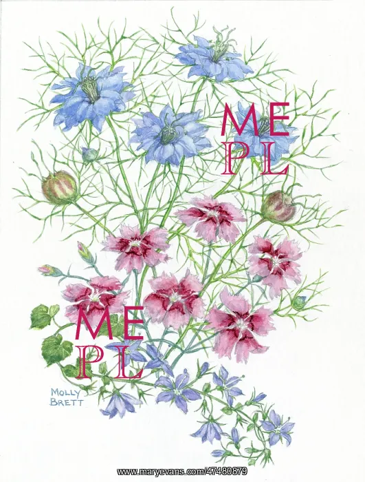 : Love-in-a-mist and pinks : Love-in-a-mist and pinks