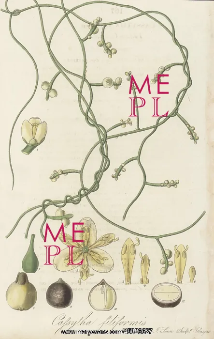 : Love vine, Cassytha filiformis : Love vine, Cassytha filiformis