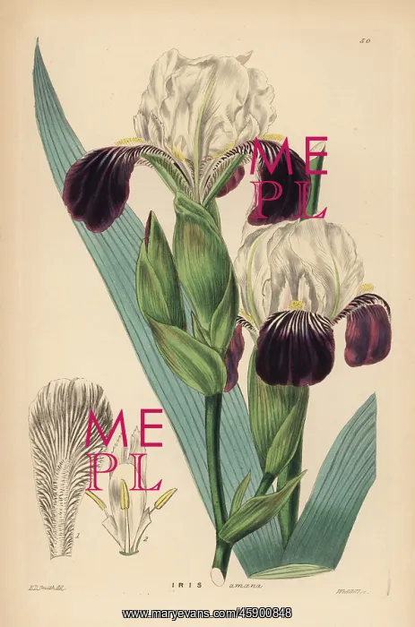 : Lovely iris, Iris germanica (Iris amoena) : Lovely iris, Iris germanica (Iris amoena)