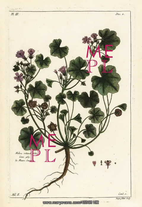 : Low mallow, Malva pusilla : Low mallow, Malva pusilla