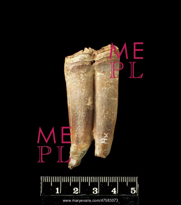 : Lower cheek teeth of fossil horse : Lower cheek teeth of fossil horse