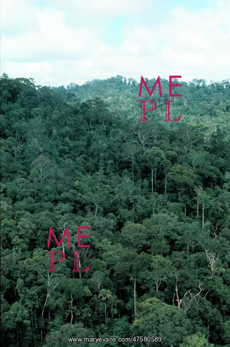 : Lowland dipterocarp rainforest : Lowland dipterocarp rainforest