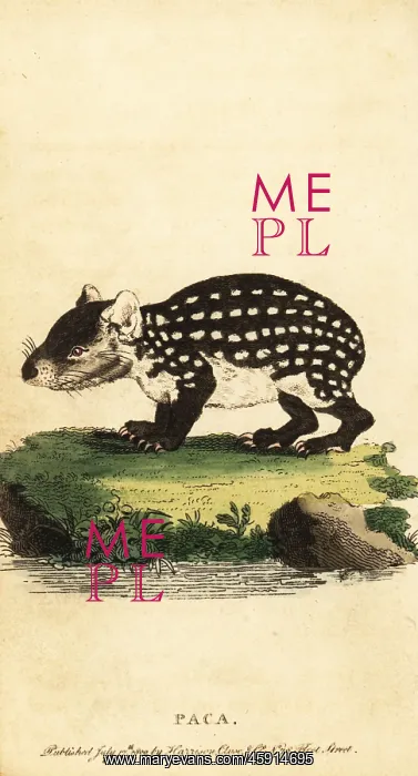 : Lowland paca or spotted paca, Cuniculus paca : Lowland paca or spotted paca, Cuniculus paca