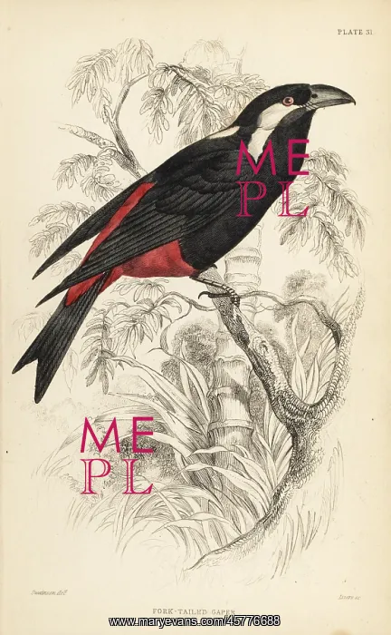 : Lowland peltops, Peltops blainvillii : Lowland peltops, Peltops blainvillii