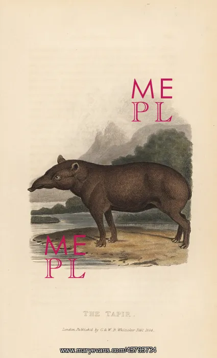 : Lowland tapir, Tapirus terrestris : Lowland tapir, Tapirus terrestris