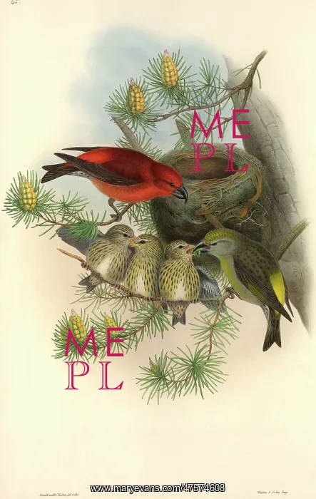 : Loxia curvirostra, red crossbill : Loxia curvirostra, red crossbill
