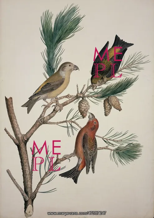 : Loxia curvirostra, red crossbill : Loxia curvirostra, red crossbill