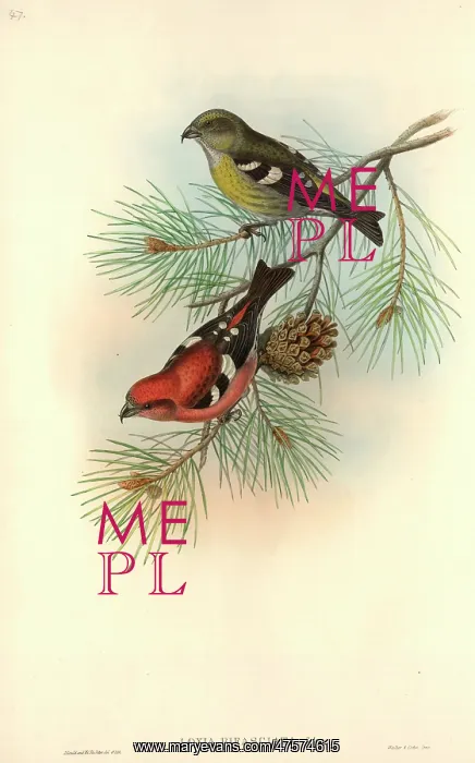 : Loxia leucoptera, white-winged crossbill : Loxia leucoptera, white-winged crossbill