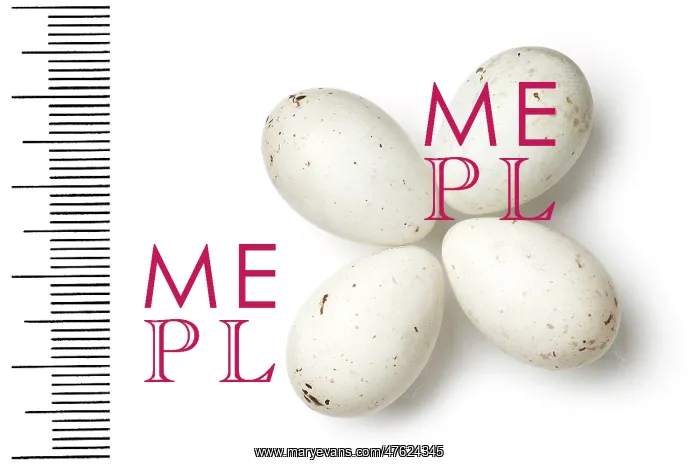 : Loxia leucoptera, white-winged Crossbill : Loxia leucoptera, white-winged Crossbill