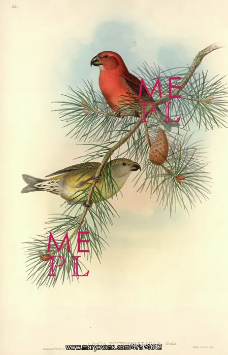 : Loxia pytyopsittacus, parrot crossbill : Loxia pytyopsittacus, parrot crossbill