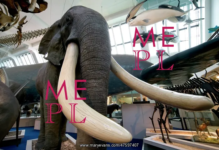 : Loxodonta africana, African elephant : Loxodonta africana, African elephant