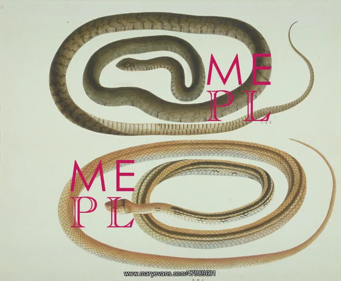 : LS Plate 110 from the John Reeves Collection (Zoology) : LS Plate 110 from the John Reeves Collection (Zoology)