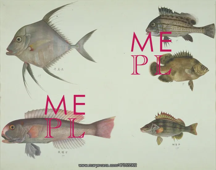 : LS Plate 114 from the John Reeves Collection : LS Plate 114 from the John Reeves Collection